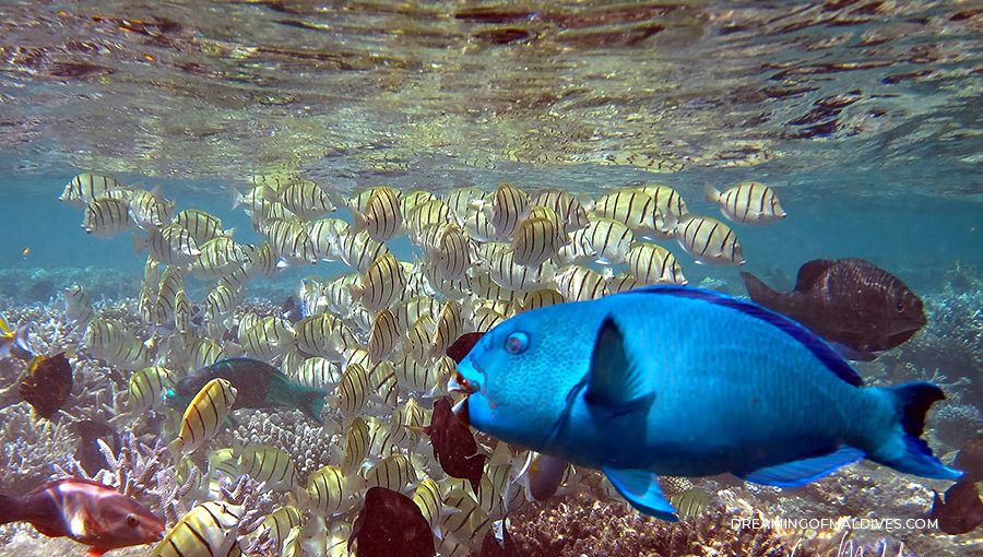 10 common fishes in Maldives you will see in snorkeling