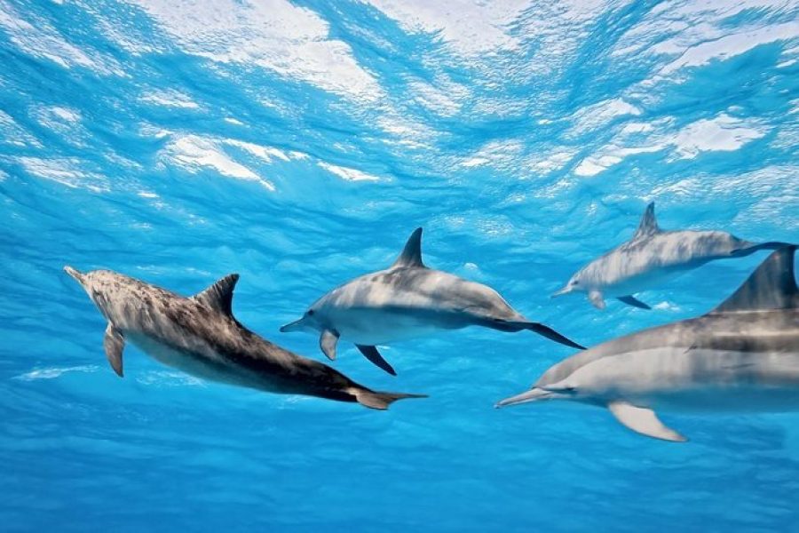 DOLPHINS3
