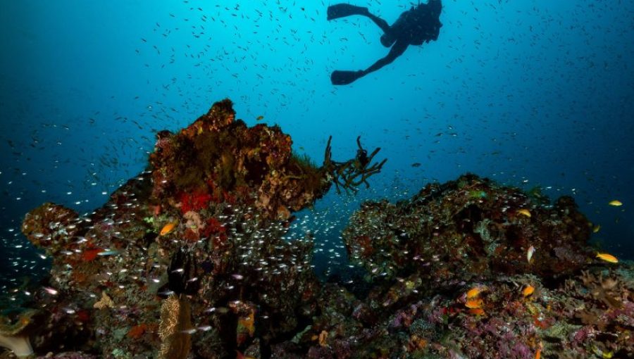 Diving-in-the-Maldives-825x510