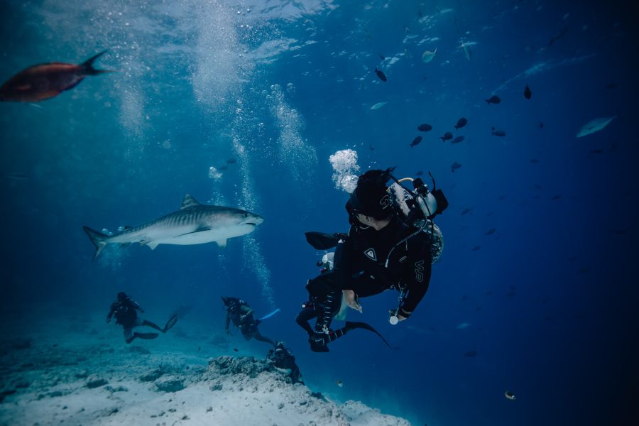Fuvahmulah-Tiger-Shark-Diving-11