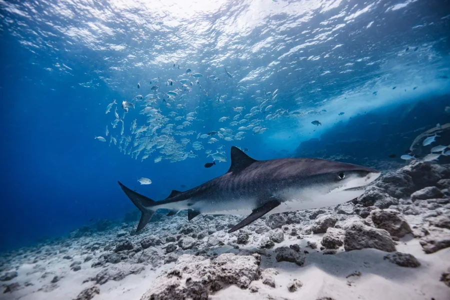Fuvahmulah-Tiger-Shark-Diving-30.jpeg