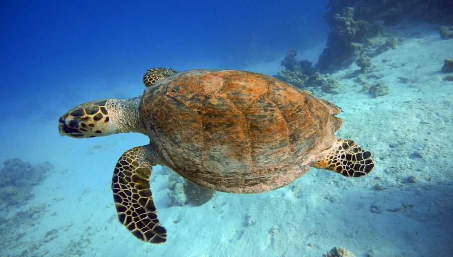 Huge turtle underwater in Red Sea - Egypt
