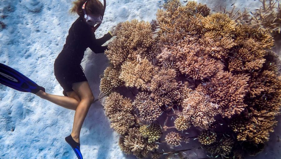 Reefscapers-adopt-corals-sponsorship-Maldives-0086-1080