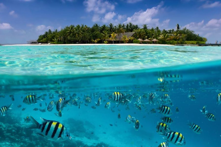 centara-grand-maldives-diving
