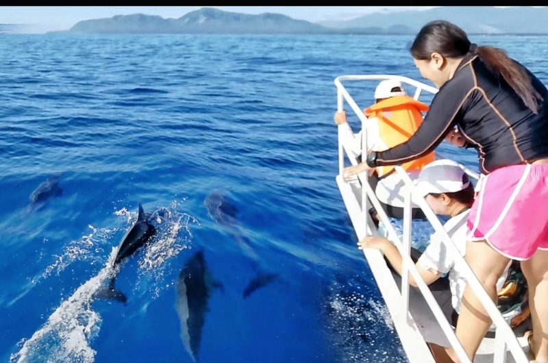 dolphin cruise3