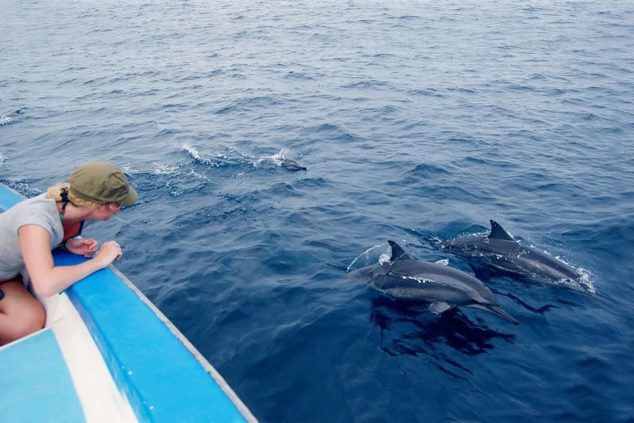 maldives-dolphin-watching