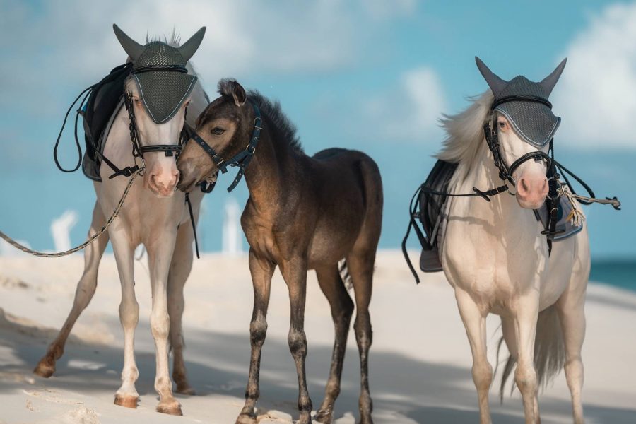 pony-siyam-world-horse-ranch